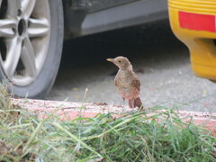 Turdus maculirostris