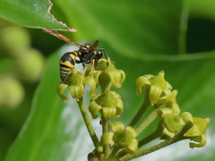 Eumenes mediterraneus