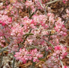 Eriogonum strictum