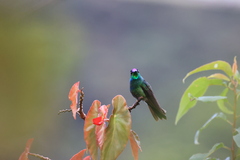 Heliodoxa leadbeateri
