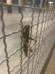 Schistocerca flavofasciata