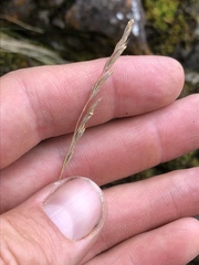 Festuca saximontana