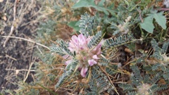 Astragalus siculus