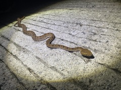 Protobothrops mucrosquamatus