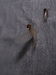Ephemeroptera