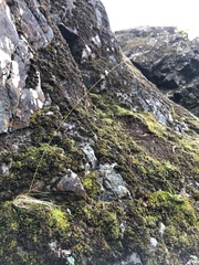 Festuca saximontana