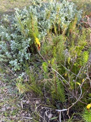 Erica coccinea
