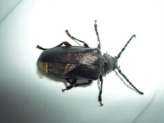 Prionus coriarius