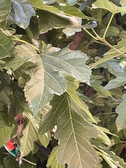 Acer ginnala