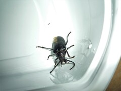 Prionus coriarius