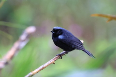 Diglossa lafresnayii