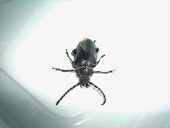 Prionus coriarius