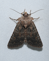 Protorthodes alfkenii