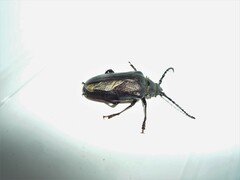 Prionus coriarius