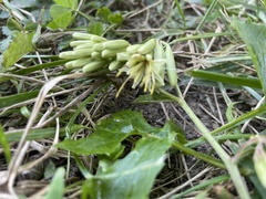 Nabalus trifoliolatus