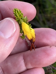 Erica coccinea