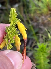 Erica coccinea