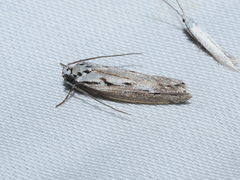 Ethmia discostrigella