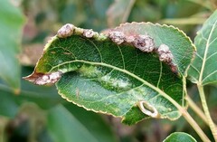 Thecabius populimonilis