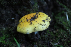 Russula claroflava