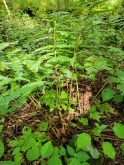 Dryopteris goldieana