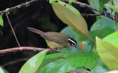 Basileuterus tristriatus