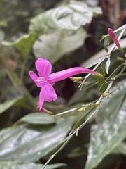Ruellia