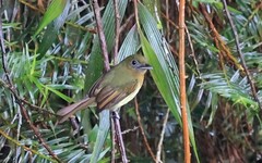 Rhynchocyclus fulvipectus