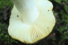 Russula claroflava