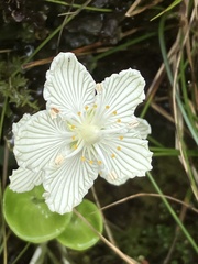 Parnassia asarifolia