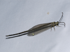 Brachynemurus versutus