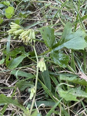 Nabalus trifoliolatus