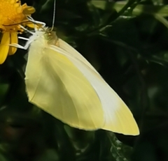 Pieris rapae