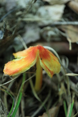 Hygrocybe acutoconica