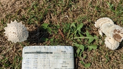 Saproamanita thiersii