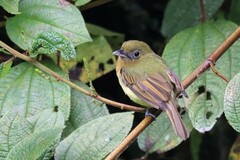 Rhynchocyclus fulvipectus