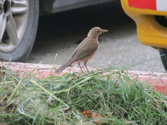 Turdus maculirostris