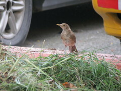 Turdus maculirostris