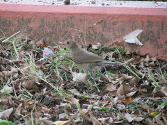 Turdus maculirostris