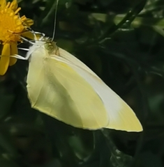 Pieris rapae