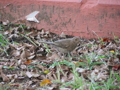 Turdus maculirostris