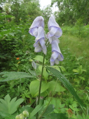 Aconitum maximum