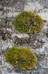 Xanthomendoza ulophyllodes