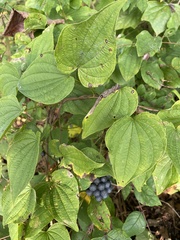 Smilax lasioneura