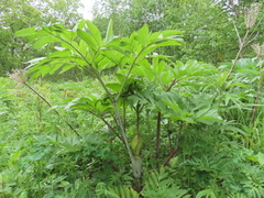 Angelica ursina