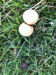 Protostropharia semiglobata