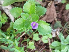 Stemodia verticillata