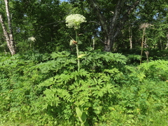 Angelica ursina