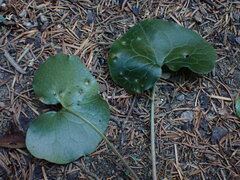 Asarum europaeum