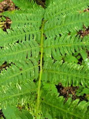 Dryopteris goldieana